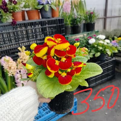 Прикрепленное изображение: IMG_20240226_130019_371.jpg